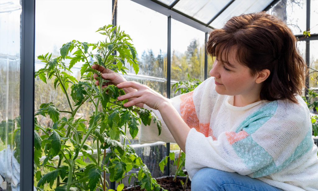 Talvikki tar hand om tomatplantorna i sitt växthus.