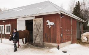 Tyttö taluttaa hevosta ulos punaisesta tallirakennuksesta.