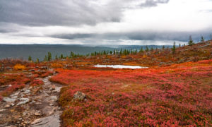 Ruskamaisemaa Lapista.