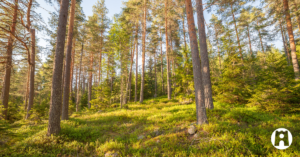 Kesäinen metsä.