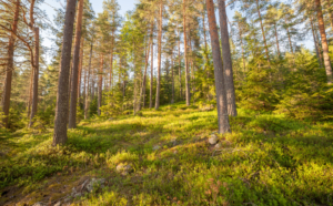 Kesäinen metsä.