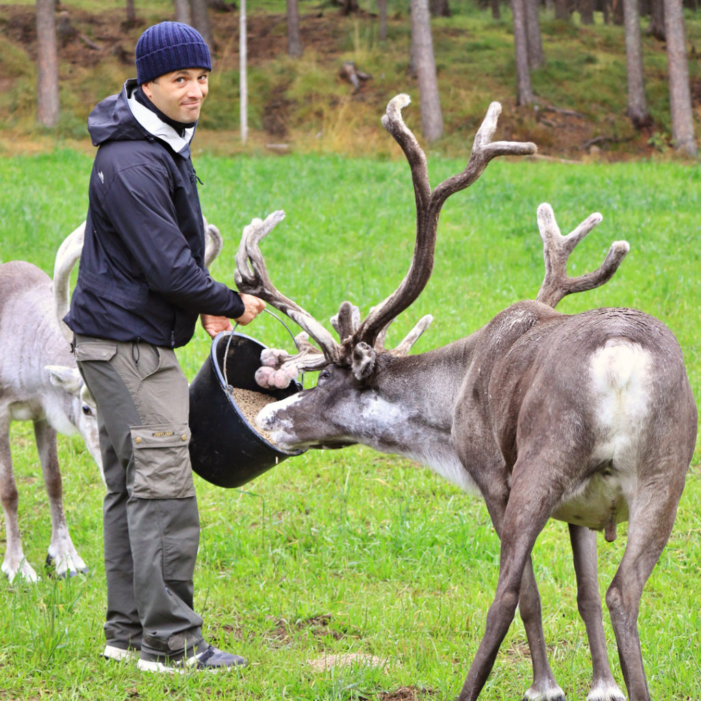 Theo syöttää poroa sangosta.