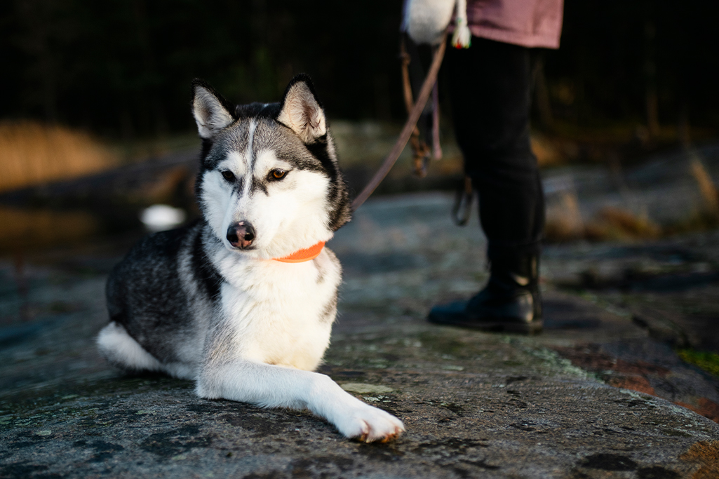 Naisen ulkoiluttama koira lähikuvassa. 
