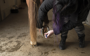 Tyttö puhdistaa hevosen kaviota.