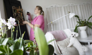 Anne Kolari hoitaa kotonaan viherkasveja. Nojatuolissa Annen työtä vahtii Annen valkoinen koira.